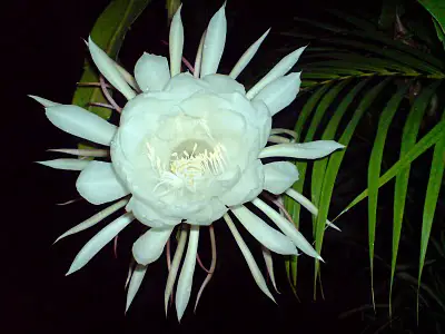 Brahma-Kamal - Lovely Flowers Which Bloom Only At Night