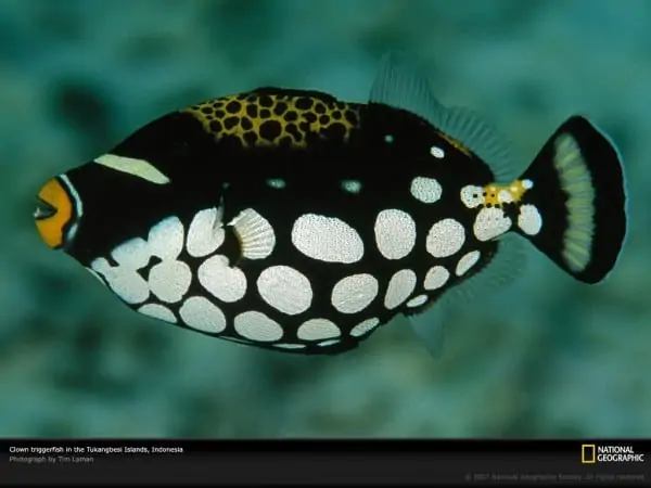Clown Trigger Fish - Top 10 most Beautiful and Colorful Fish