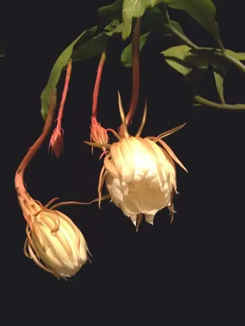 Dutchmans Pipe Cactus - Lovely Flowers Which Bloom Only At Night