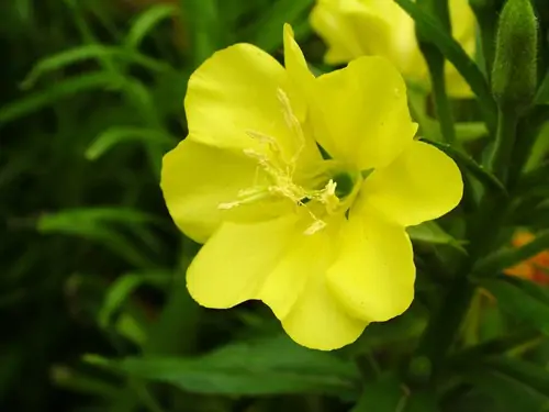 Evening Primrose - Flowers Which Bloom Only At Night