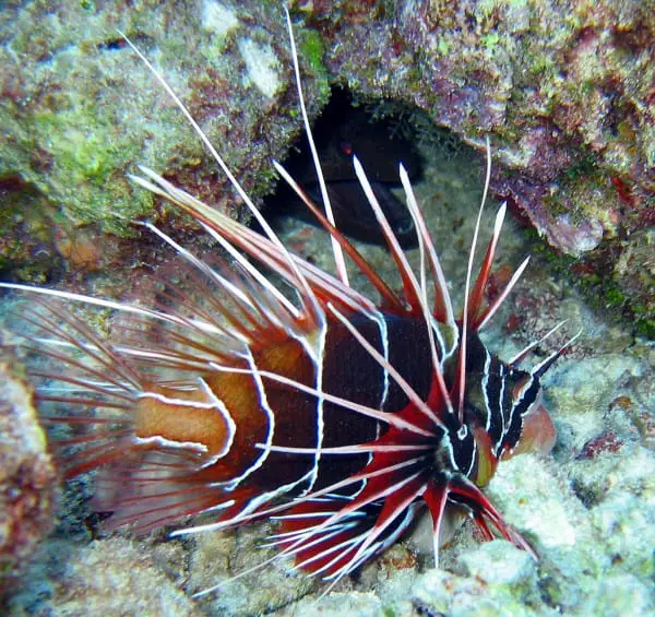 Lion Fish - Juvenile Emporer Angel Fish - Top 10 most Beautiful and Colorful Fish