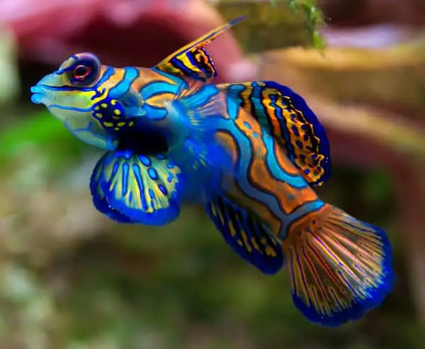 The Mandarinfish - Top 10 most Beautiful and Colorful Fish