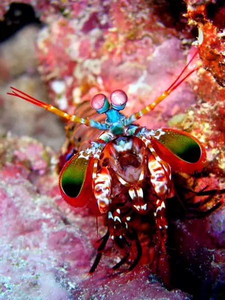 Mantis Shrimp - Top 10 most Beautiful and Colorful Fish