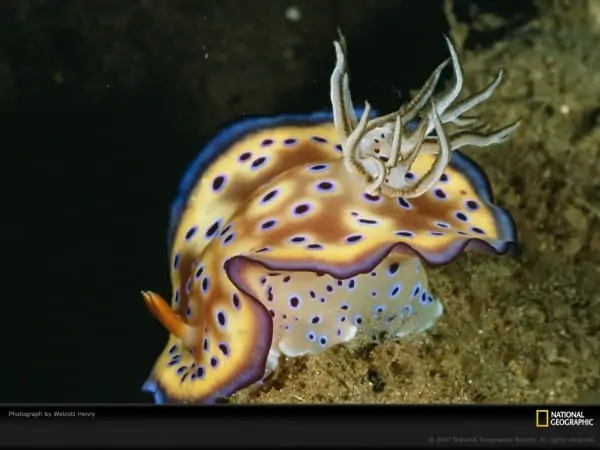 Nudibranch - Top 10 most Beautiful and Colorful Fish