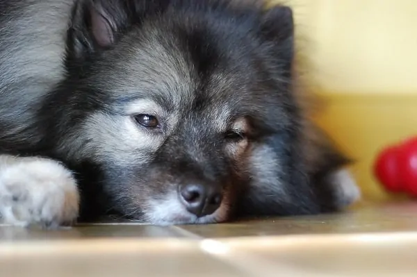 Sleepy Keeshond pup one of the most beautiful dogs in the world