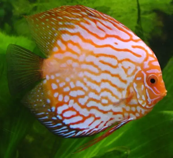 Symphysodon - Top 10 most Beautiful and Colorful Fish