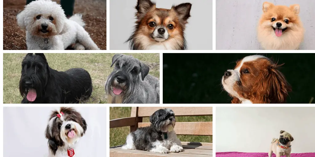 Download Top 10 Best Small Dog Breeds for Kids - The Education Network