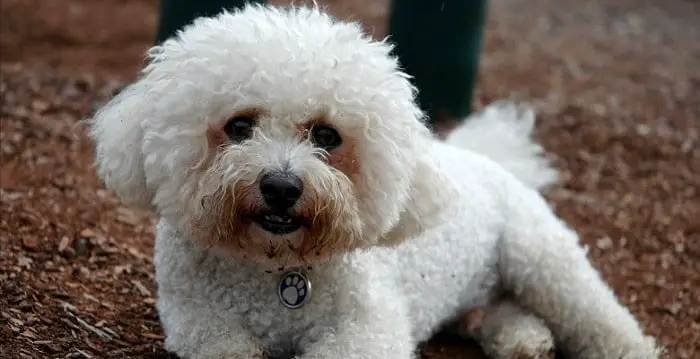 a cute bichon frise dog