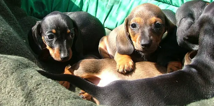 three cute dachshund puppies