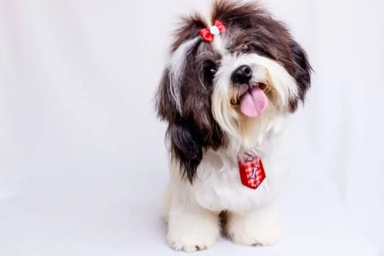 The Shih Tzu - Most beautiful dog breeds