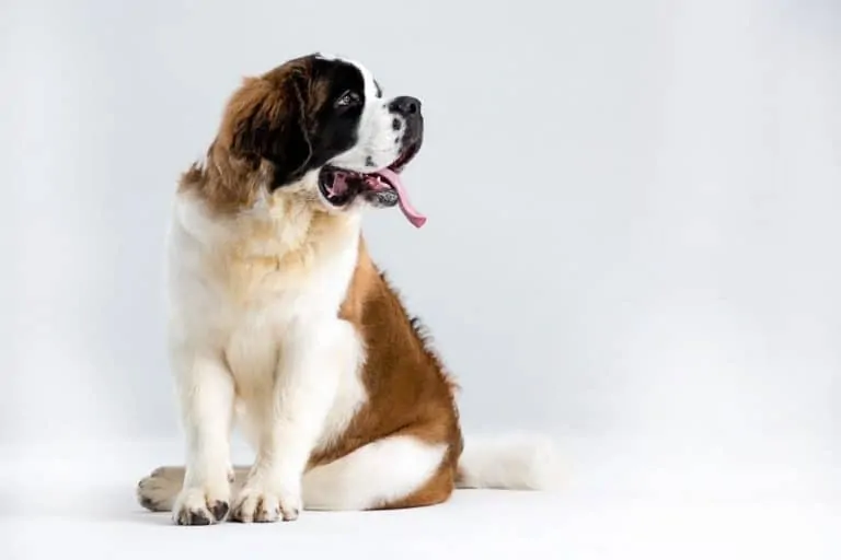 Saint Bernard - Most beautiful dog breeds