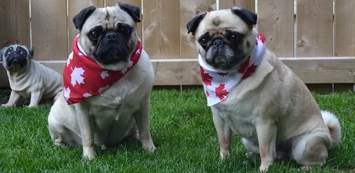 two cute pug dogs