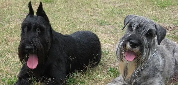 two medium-sized schnauzer dogs
