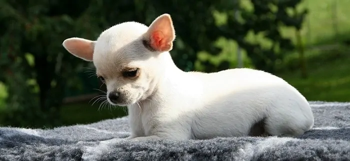 A white chihuahua puppy -  Best Small Dog Breeds for Kids